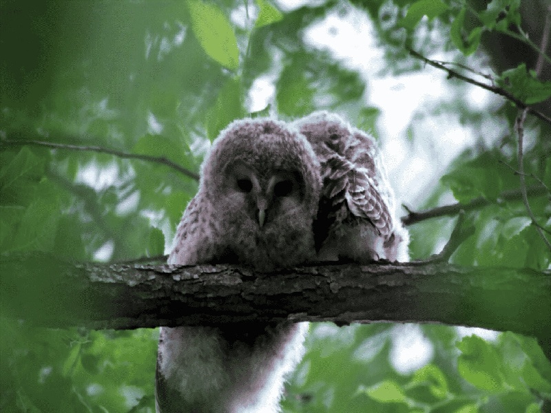 银川惜缘试管代生机构：怀二胎孕吐反应特大，和孕妇自身以及胎儿都有关